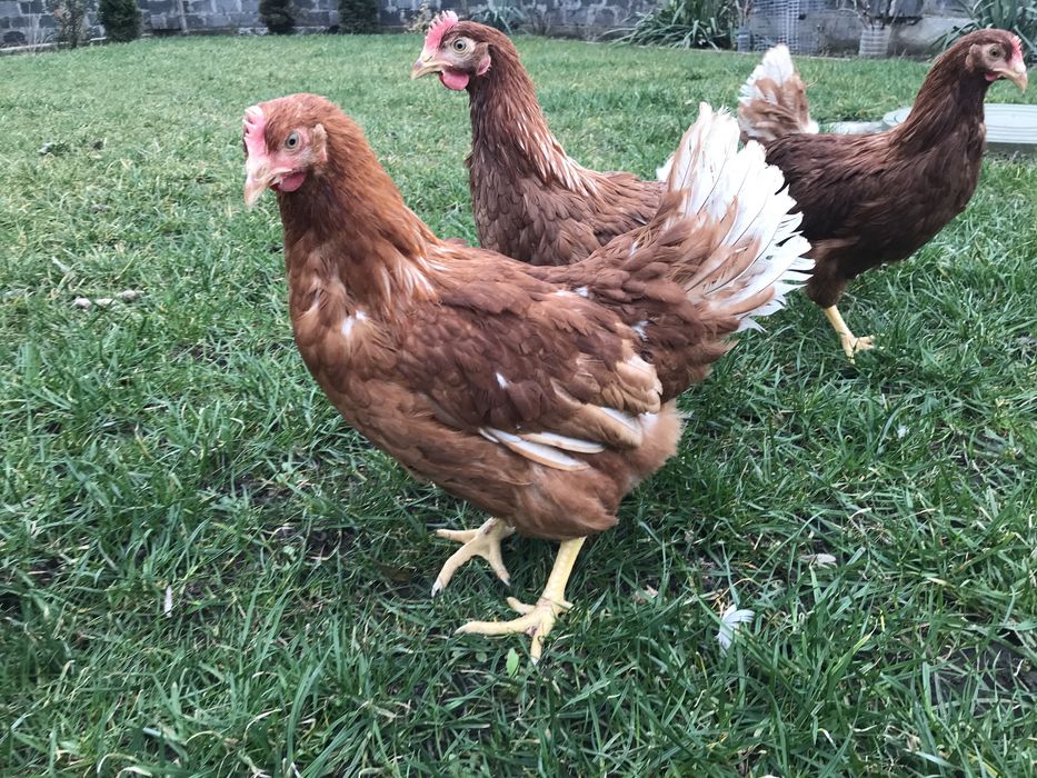 Несучка Ломан Браун