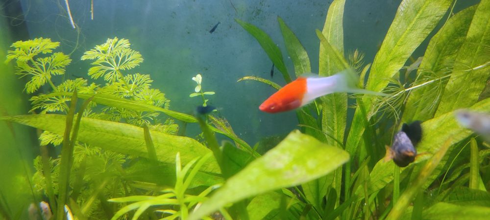 Neocaridina Blue Velvet