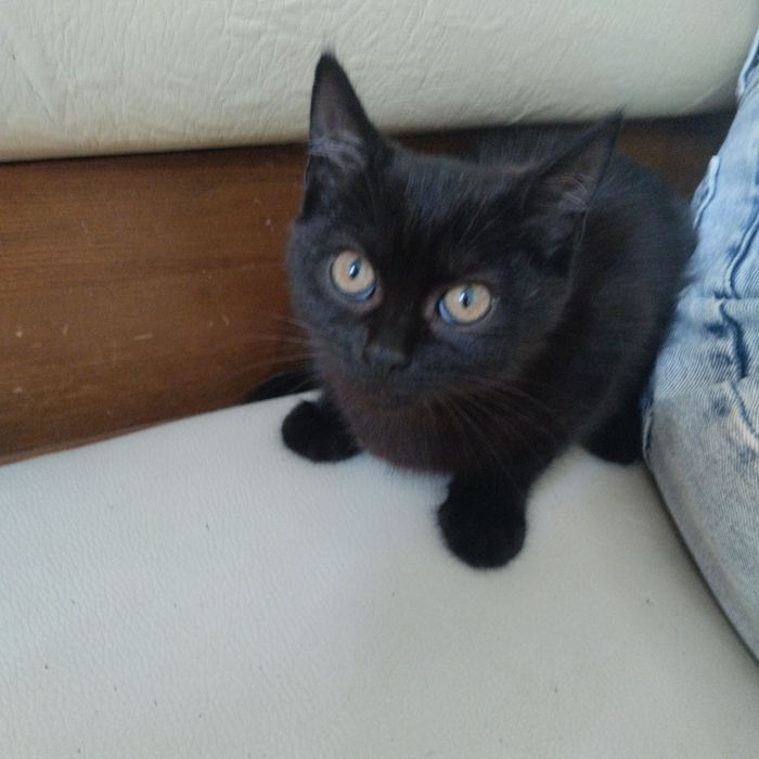 Кошенята в добрі руки!:>