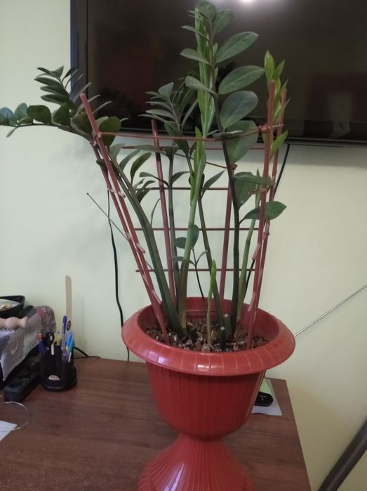 Продам  вазон ..