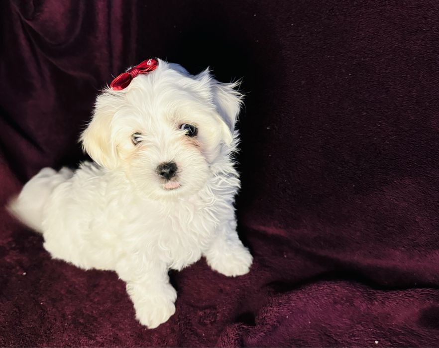 Продаються цуценята порода мальтійська болонка ,народились 9 жовтня!