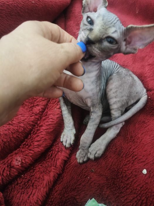Gatinho sphynx macho