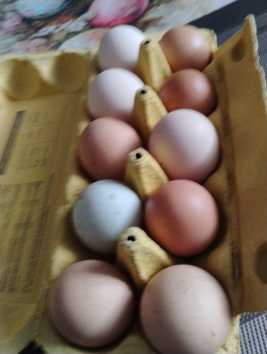Jaja lęgowe od kór mix