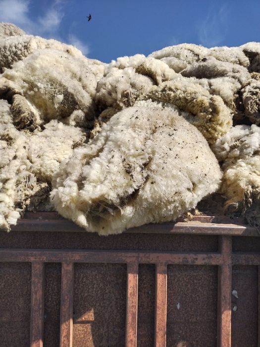 Шерсть овечьей меренос