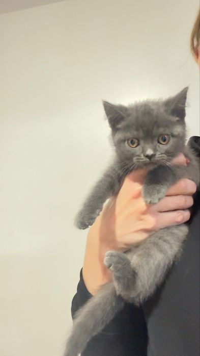 Fêmea scottish stright