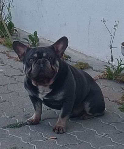 Buldogue Francês  menina  azul .
