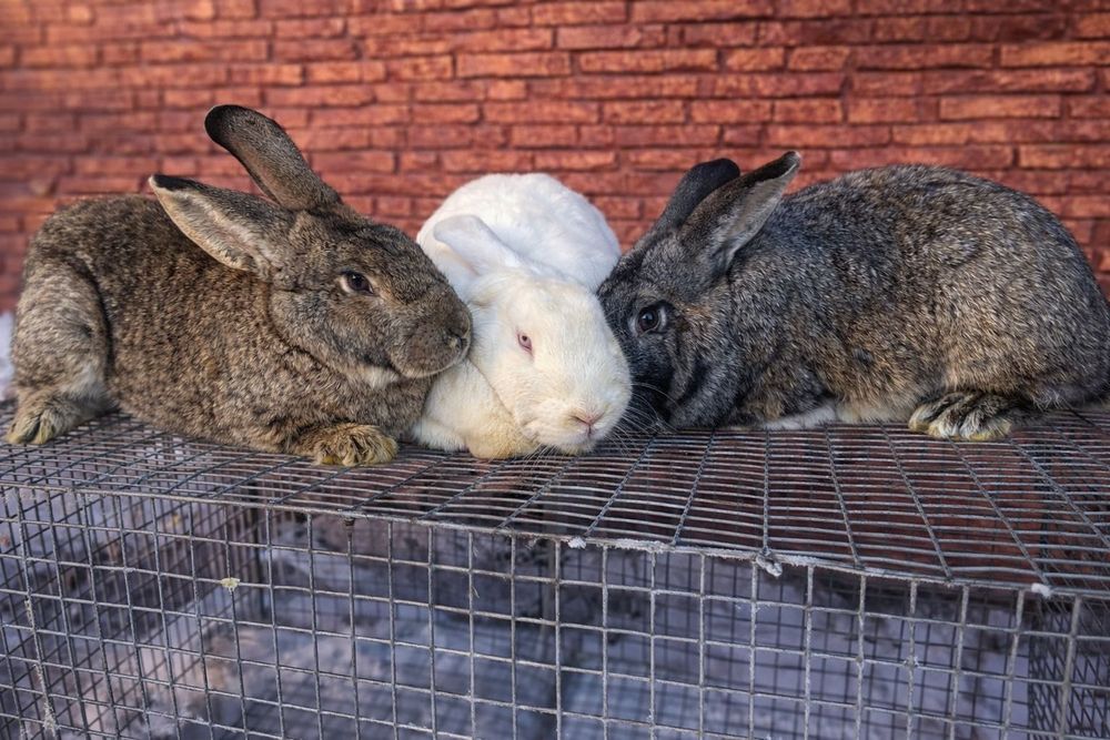 Продаються кролі