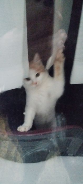 віддам у добрі руки кішку