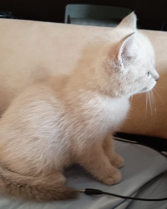 Котенок девочка Британская Блю Поинт