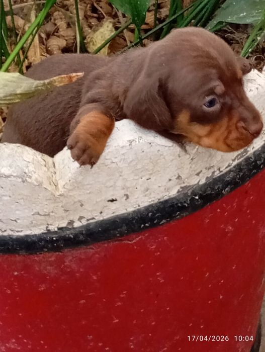 Teckel kaninchen macho
