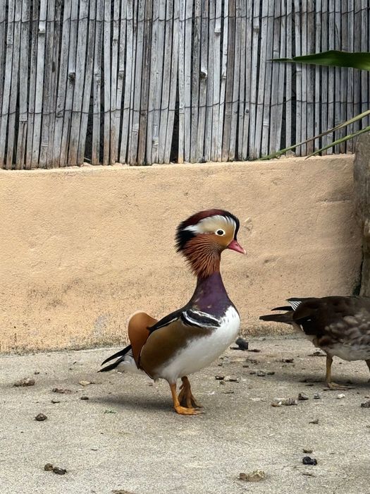 pato mandarim macho