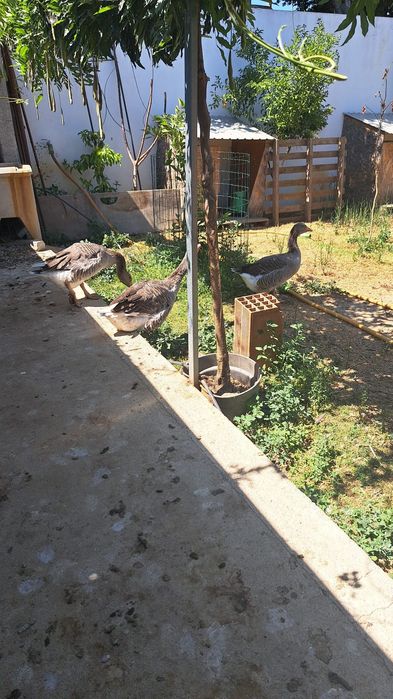 Casal de Gansos.