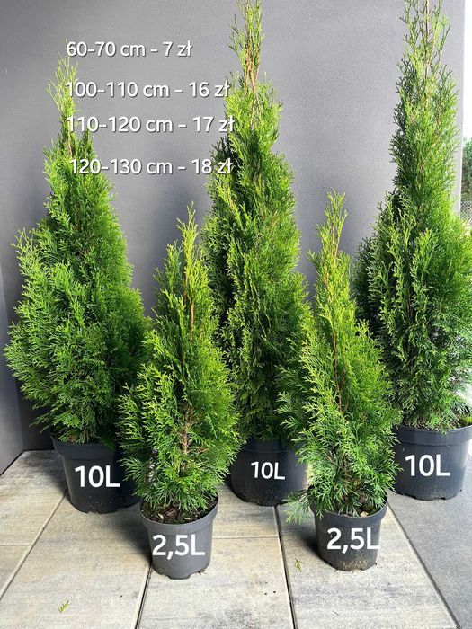THUJA Tuja Szmaragd 140-160 cm I PRODUCENT