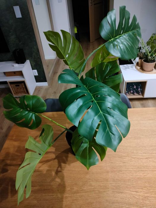 monstera minima vs rhaphidophora Rhaphidophora, 6in, Tetrasperma/Monstera Minima – Floral Acres Greenhouse &  Garden Centre
