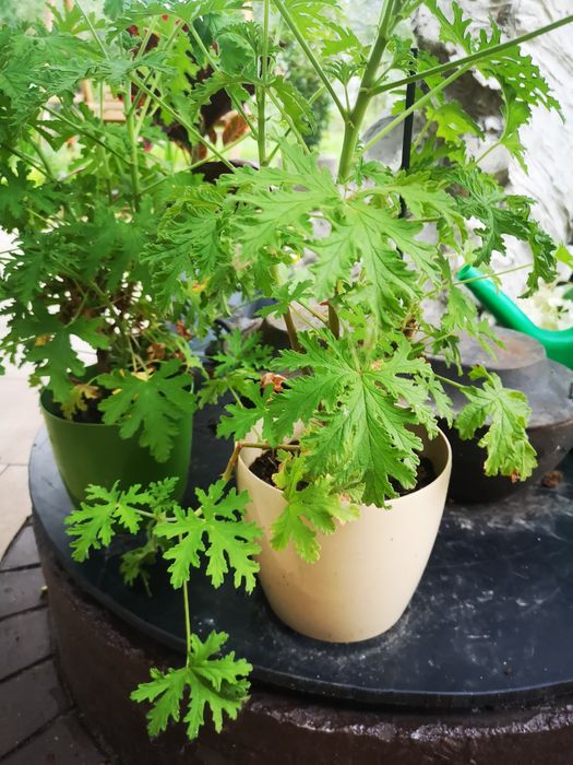 Gerniaum, anginka, cytrynka kwitnąca