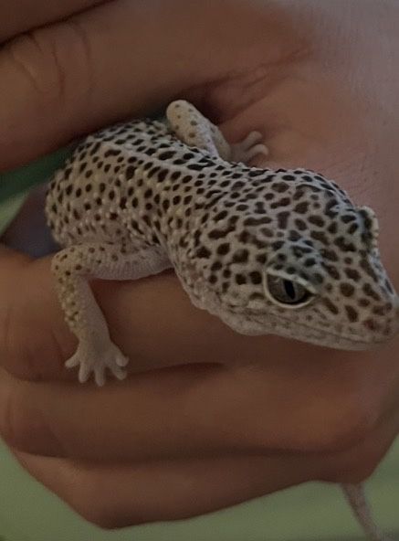 Gekon Lamparci samica