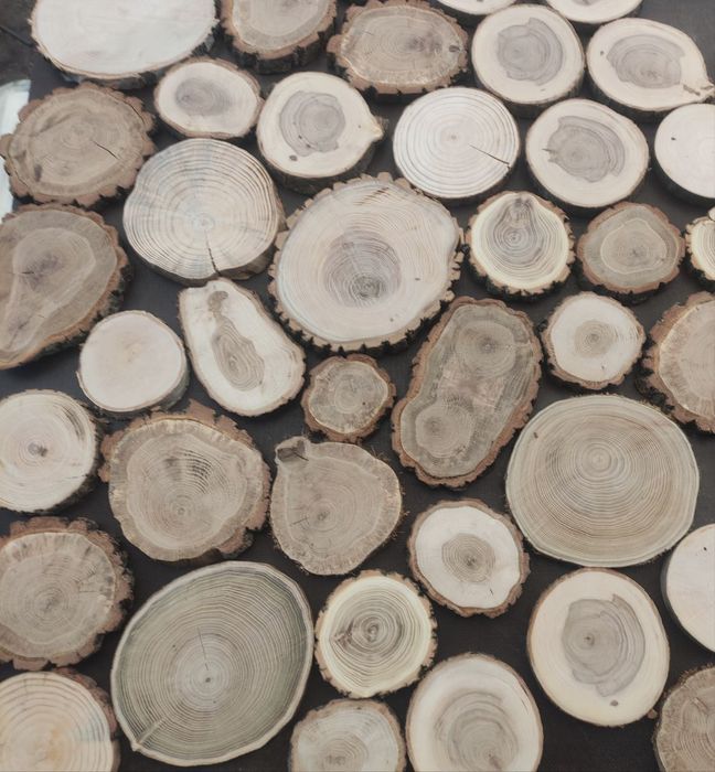 Спилы разных пород дерева, до 90 см