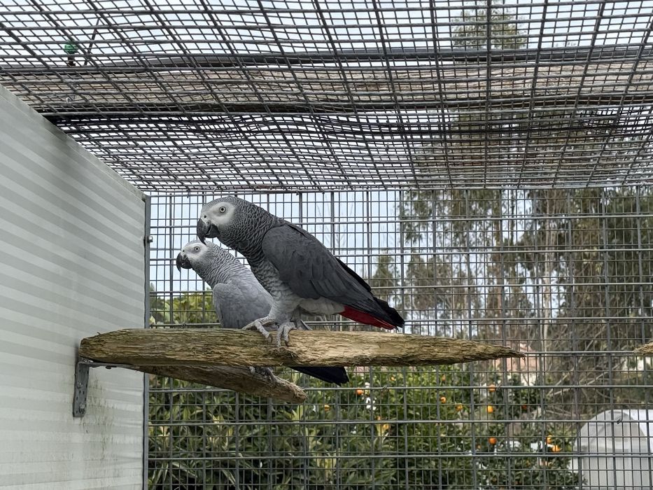 Casal papagaio cinzento reprodutores adulto 2010