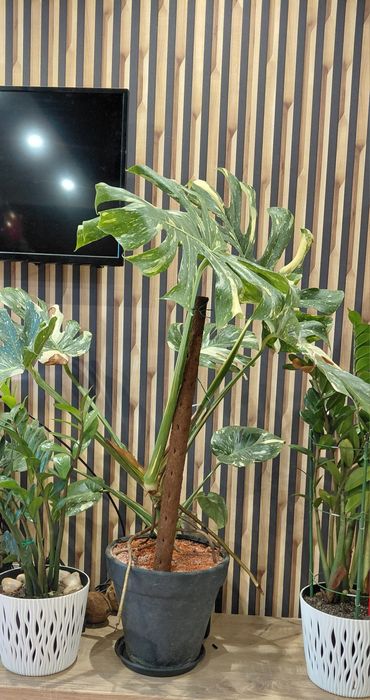 Piękna duża Monstera thai constellation