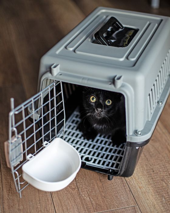 Transporter dla zwierząt z akcesoriami klatka kojec box duży