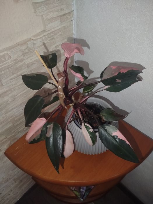 Филодендрон pink princess