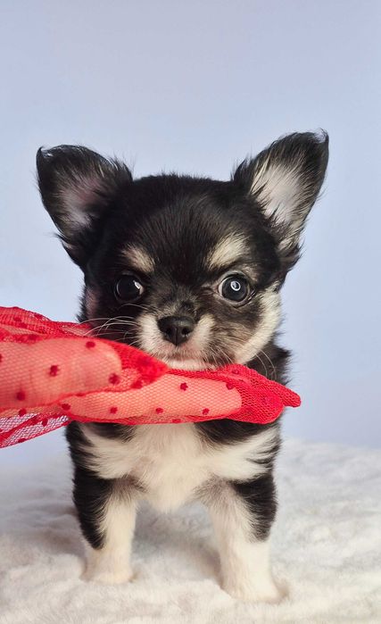 Chiuhaha dziewczynka długowłosa Etna Mini do odbioru od 7 Kwiecien