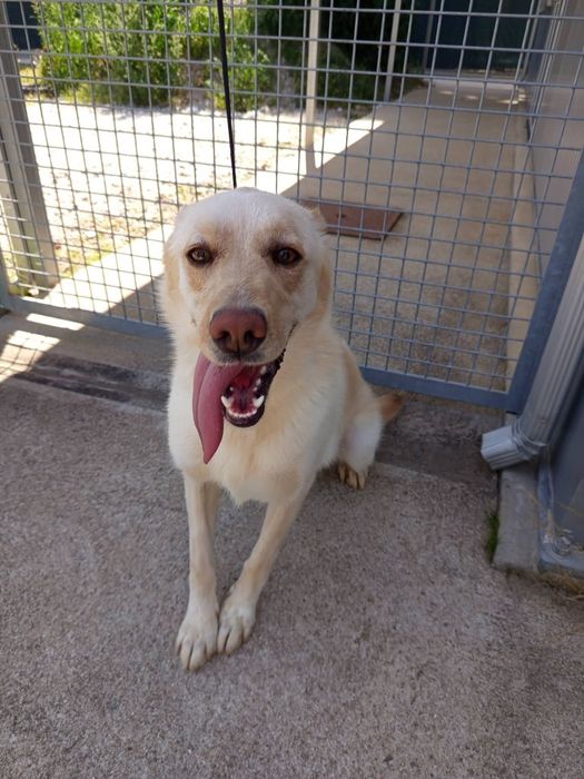 Cadelinha para adopção responsável