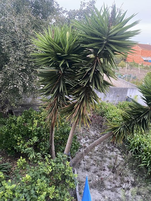 Yuccas adultas - Aveiro
