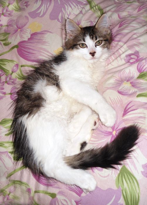 Котик Орфей, метис сфинкс-браш и мейн-кун-сибиряка