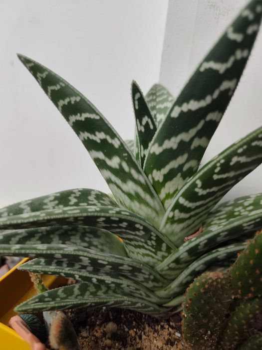Aloe variegata - planta grande