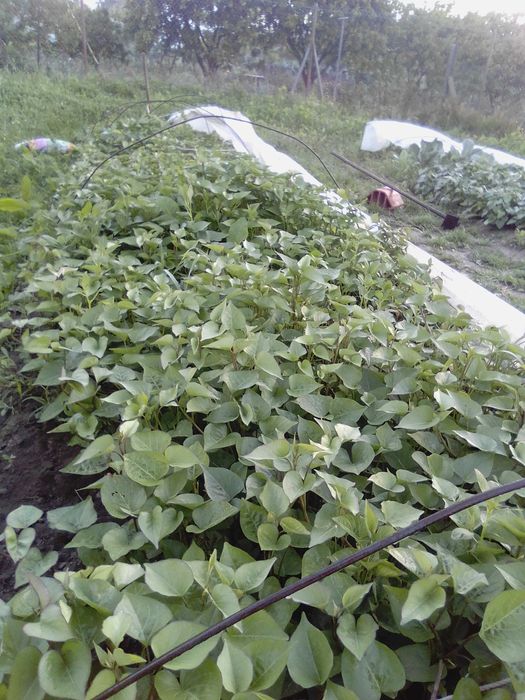 planta batata doce com raiz, normal lira, laranja ,e roxa