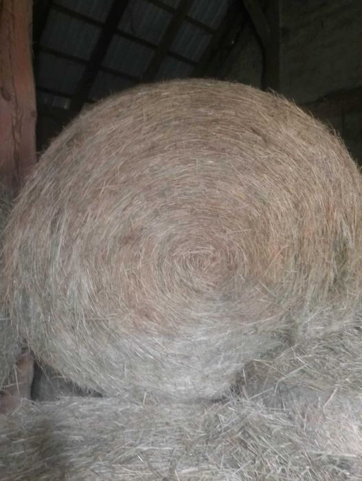 Sprzedam siano z drugiego pokosu 2025