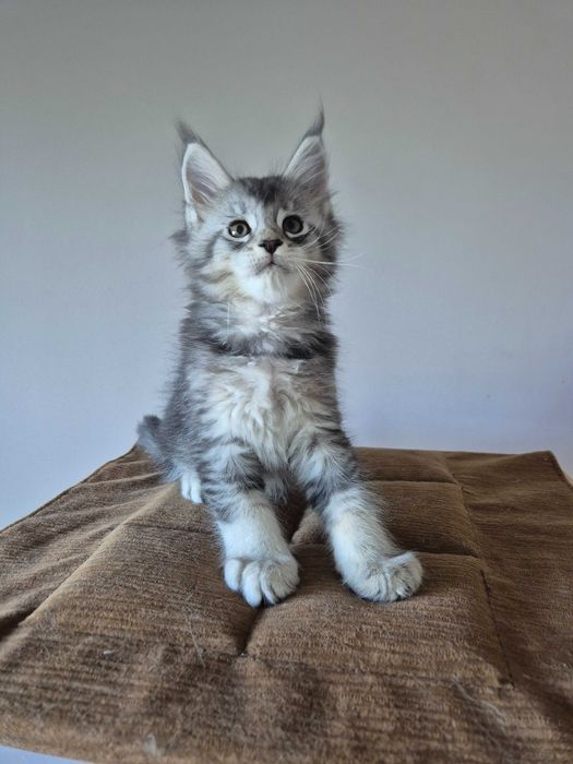 Cudny kocur niebieski ticked ze srebrem Maine coon