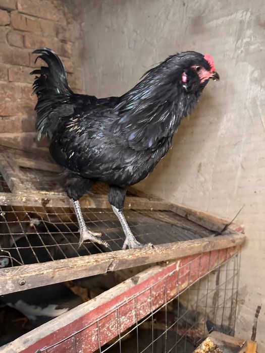 Півник Амераукан 6 місячний