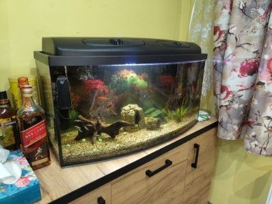 Akwarium panoramiczne 112l