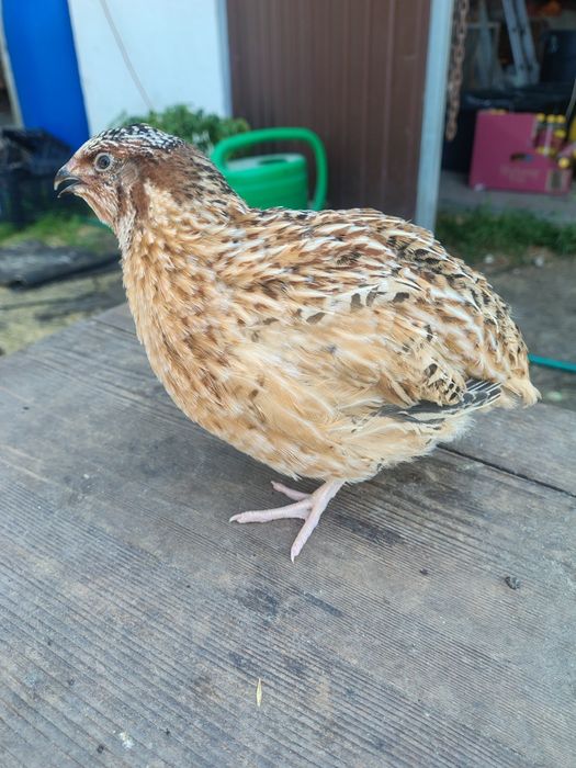Jaja lęgowe przepiórki feniks i Texas