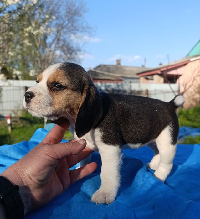 Біглі, КСУ, 1.5 міс
