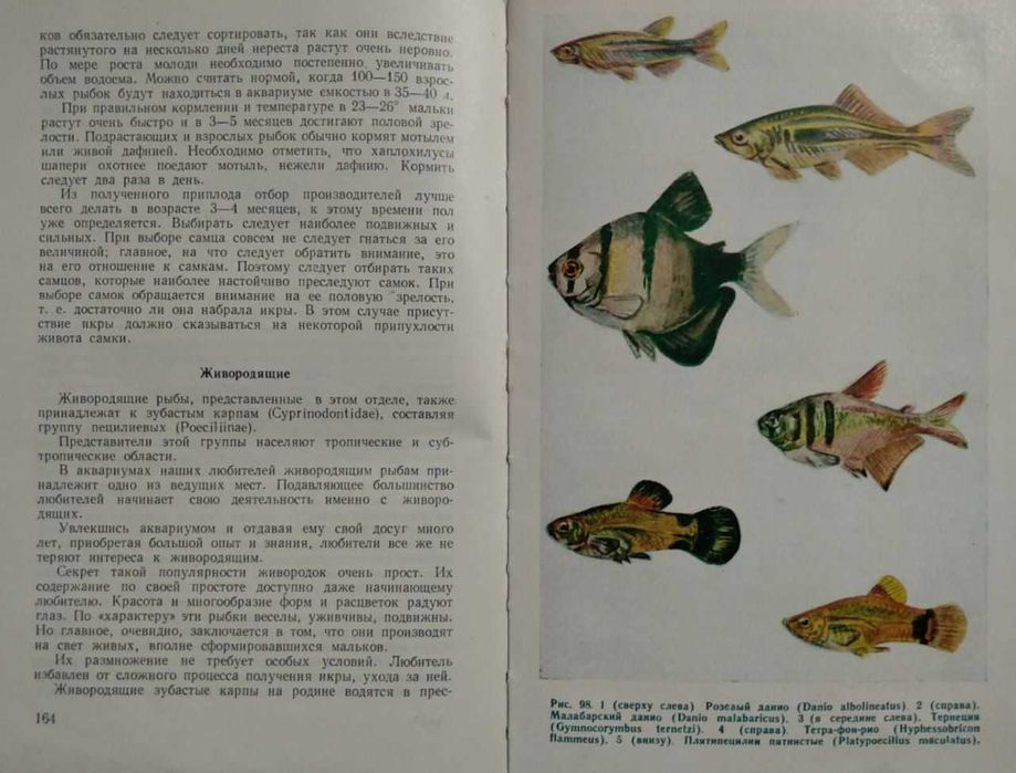 Комнатный аквариум, 1957. Пешков