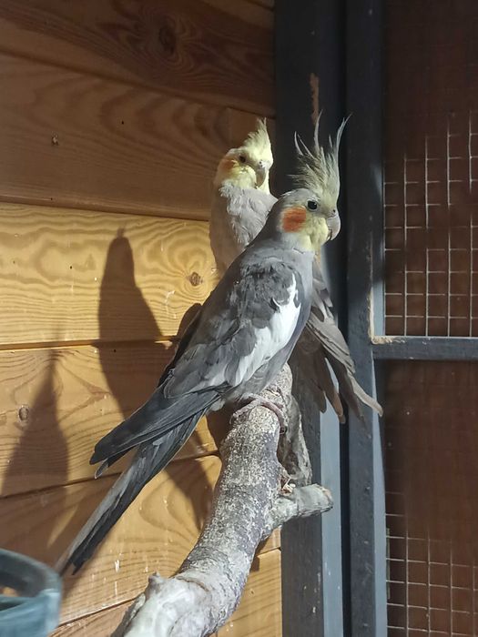 Papuga nimfa oswojona