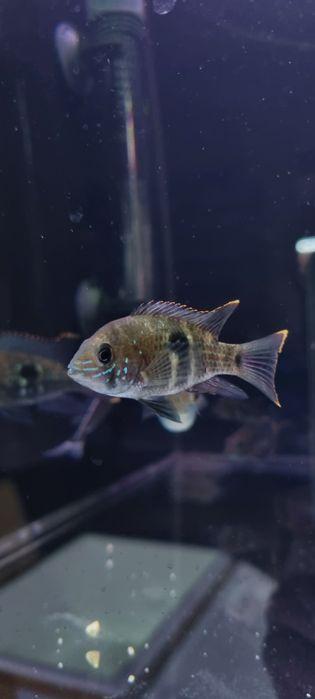 Akara pomaranczowopletwa