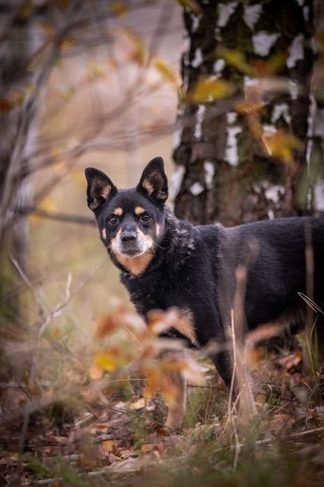 Kolejna zima w schronisku?Mały, czarny, starszy pies w typie Shiba Inu