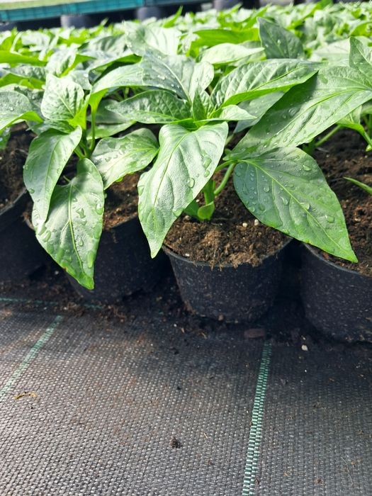 Papryka  ,arbuz ,cukinia.