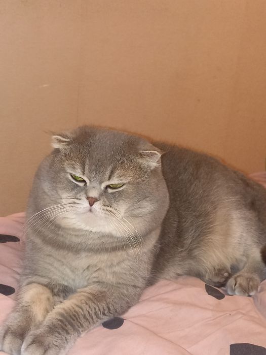 Кот на вязку шотландец.