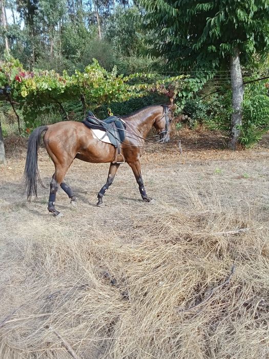 Cavalo castrado cruzado