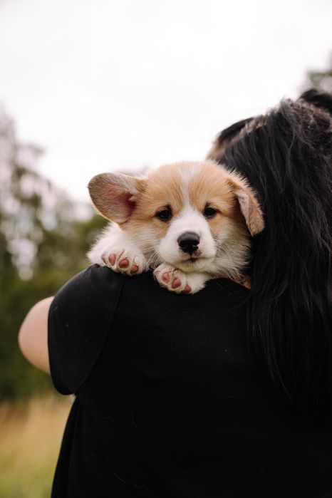 Welsh corgi pembroke