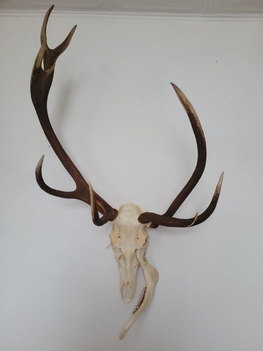 Poroże jelenia wielotykowiec trofeum