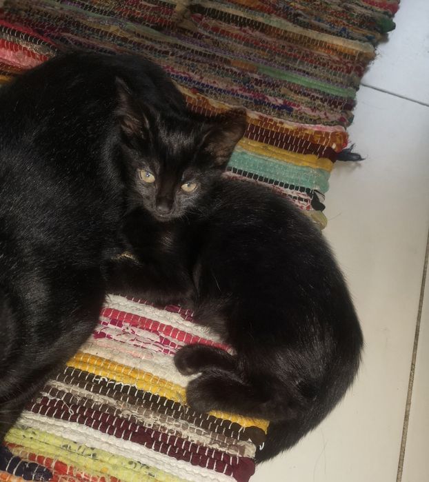 Gatinhos bébés adopção