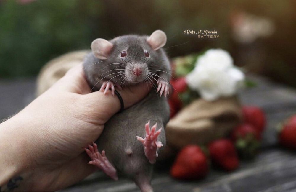 Щурята Дамбо - Крысяьа дамбо