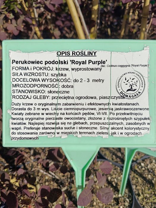 Perukowiec podolski 'Royal Purple' doniczka 2 litry