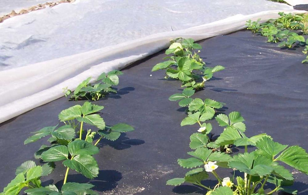 POLSKA MOCNA Agrowłóknina 15,8 x 100m włóknina P23 różne szerokości